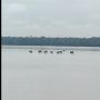 Video Kejadian Langka! Penampakan Gerombolan Sapi Jalan di Atas Air Melintasi Sungai Kapuas