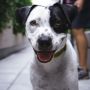 Ingin Hidup seperti Anjing, Pria Jepang Ini Beli Kostum Ratusan Juta Demi Mimpinya