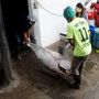 LPEI Gandeng Sarinah Ekspor Perdana Ikan Tuna ke Vietnam