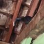 Video Viral Burung Pulang Bawa Uang Rp 50 Ribu untuk Pemiliknya, Publik: Gagak Ngepet!