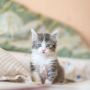 Kocak! Isi Tas Sekolah Siswa Ini Anak Kucing, Jumlahnya Bikin Melongo