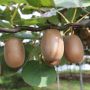 Dapat Menyehatkan Kulit, Berikut 5 Manfaat Buah Kiwi untuk Kesehatan