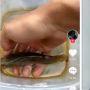 Viral Ikan Dilepas ke Sungai Malah Balik ke Pemiliknya, Publik Dibuat Kebingungan