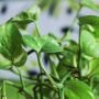 Dapat Menangkal Kanker, Berikut 4 Manfaat Daun Sirih Bagi Kesehatan