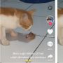 Viral Kucing Makan Anaknya 2 Hari Setelah Lahiran, Alasannya Jadi Perbincangan Publik