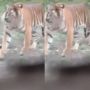 Viral Harimau Masuk Kampung Kelilingi Rumah Warga di Riau, Warganet: Gegera Hutan Jadi Kebun Sawit