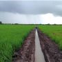 Petani Tulang Bawang Telah Terima Program Optimasi Lahan Rawa untuk Tingkatkan Produktivitas Pertanian