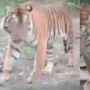 Video Mencekam Rumah Warga Mandau Siak Didatangi Harimau: Opung...Tolong Opung!