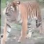 BBKSDA Riau Akan Evakuasi Harimau Viral yang Mendatangi Rumah Warga