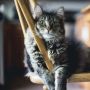 Gemas! Kucing Tetangga Ulang Tahun, Bingkisan Makanan Mirip Ultah Zaman Dulu