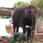 Bayi Gajah Sumatera Lahir di Gianyar Dan Diberi Nama Lanang