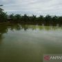 Penuhi Kebutuhan Pangan IKN Nusantara, Kampung Budi Daya Ikan Patin Ada di Desa Sebakung Jaya PPU
