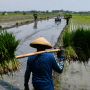 Musim Tanam Padi Gadu di Madiun