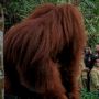 Cerita Menparekraf Sandiaga Uno 'Bercengkrama' dengan Orang Utan di Bukit Lawang Langkat Sumut
