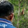 Populasi Orang Utan di Kalimantan Kian Terancam, Imbas Aktivitas Tambang Makin Meluas
