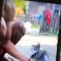 Viral Video Orang Masukkan Petasan ke Pantat Kucing dan Dibakar, Diduga di Sumbawa Besar