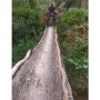 Aksi Kuli Sawit Lewati Jembatan Sebatang Kayu Ini Bikin Ngeri: 'Pembalap Saja Kalah'