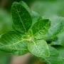 5 Manfaat Ginseng India Ashwagandha untuk Kesehatan, Dapat Turunkan Depresi