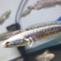 Mengejutkan, Ini 5 Manfaat Ikan Gabus untuk Kesehatan