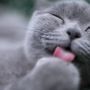 4 Fakta Kucing Busok Asal Madura yang Sudah Diakui Dunia