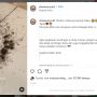 Subhanallah, Semut Menyingkir Setelah Diberi Kata-kata Ini