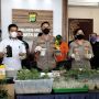 Pakai Metode Hidroponik, Dua Pemuda di Bekasi Budidaya Ratusan Pohon Ganja di Apartemen