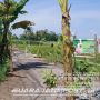 Warga Tanami Jalan Rusak di Lumajang dengan Pohon Pisang