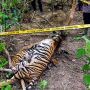 Polisi Tangkap Dua Pembunuh Tiga Ekor Harimau Sumatera di Aceh Timur