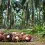 Selamat! Riau Dapat DBH Sawit Terbesar Senilai Rp83,13 Miliar