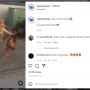 Aksi Kucing Oyen Tendang Muka Anjing Viral di Medsos, Warganet: Jagoan Unyu