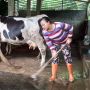 Daerah Mulai Waspada Wabah Penyakit Mulut dan Kuku, Perketat Distribusi Hingga Larang Pemesanan Ternak