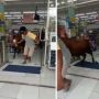 Ada-ada Aja! Geger Seekor Sapi Ditarik Keluar dari Minimarket, Warganet: Pengin Ngadem Itu