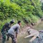 Gajah Sumatera Ditemukan Mati di Aceh Tenggara