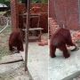 Lagi Bikin Tembok Rumah, Para Pekerja Kaget Didatangi Orang Utan Ikut Ubek-ubek Semen, Warganet: Join Nguli