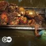 Larangan Ekspor CPO dan Produk Turunannya, Indonesia Rawan Digugat di WTO