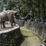 Tak Sudi Pramono Bandingkan Ragunan dengan Singapore Zoo, PSI: Di Sana Banyak Hewan Nokturnal