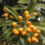 5 Manfaat Mengonsumsi Buah Biwa untuk Kesehatan yang Jarang Diketahui