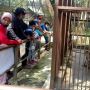 Kebun Binatang Serulingmas Ramai Diserbu Wisatawan Setelah Insiden Terkaman Harimau, Warga: Awalnya Sempat Takut