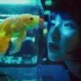 3 Rekomendasi Ikan Hias Kecil Memperindah Akuarium, Harganya Terjangkau!