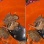 Makan Bakso Diduga dari Daging Tikus, saat Dibelah Muncul Bentuk Mirip Ekor, Publik: Mana Udah Mau Abis