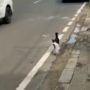 Kucing Menyeberang Sambil Gigit Kutang Membuat Para Pengendara Gagal Fokus