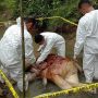 Gajah Mati Ditemukan di Aliran Sungai Kawasan Hutan, Ada Infeksi Bekas Jeratan