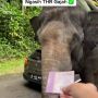 Wisatawan Ini Bagi THR ke Gajah Saat Kunjungi Taman Safari, Warganet: Gajahnya Pinter Banget