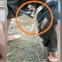 Ular Masuk Celana Pria saat Main di Sungai, Netizen Sebut Masa Depannya Terancam