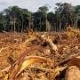 Deforestasi Dunia Naik Lagi: Kenapa Indonesia Ikut Kembali Jadi Sorotan?