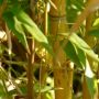 5 Manfaat Bambu Kuning bagi Kesehatan, Salah Satunya Atasi Penyakit Lever