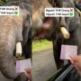 Wisatawan Berikan THR ke Gajah, Publik: Pinter Banget Bisa Bedain Duit sama Makanan