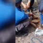 Seekor Monyet Ditangkap Damkar, Cara Nangkapnya Disorot Warganet