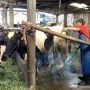 Emiten BEEF Mau Datangkan 250 Sapi Perah untuk Swasembada Pangan dan MBG