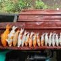 Puluhan Ikan Koi Mati karena Pemadaman Listrik Bergilir di Karimun, Peternak Rugi Puluhan Juta